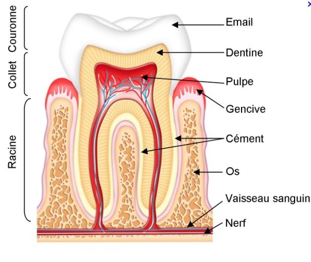Nom et fonction des dents