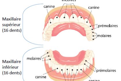 Nom et fonction des dents