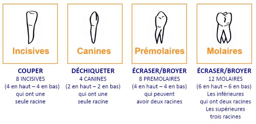 Nom et fonction des dents